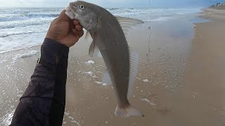 How to Catch Monster Sea Mullet From The Surf!!! NC STYLE!!!