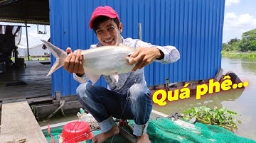 Mồi Câu Cá Cổ Truyền, Câu Cá Tra Sông, Cá Vồ Đém Hiệu Quả.
