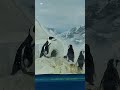 Sea penguins chimcanhcut