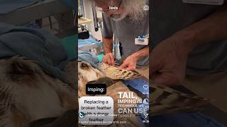 THIS IS AMAZING Fixing flight ON BIRDS via IMPING Shorts