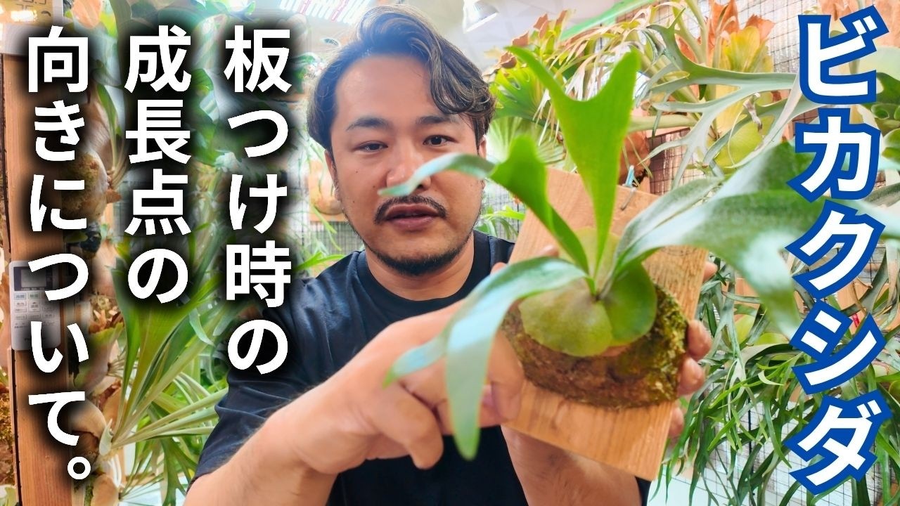 【重要】ビカクシダの成長点の向きについて。コウモリラン/観葉植物