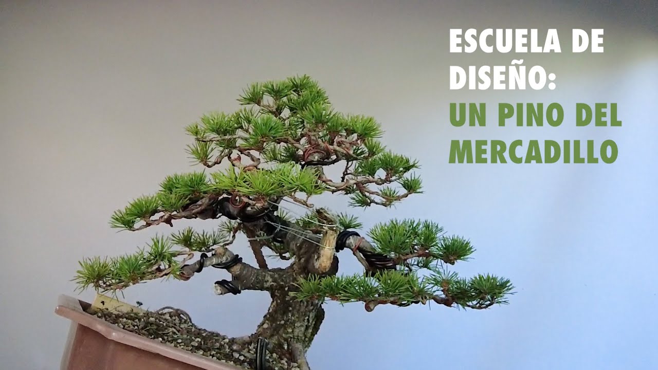 Diseñando un pino del mercadillo