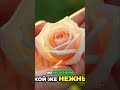 Нежность в весеннем саду: Возвращение домой к любимой #shorts
