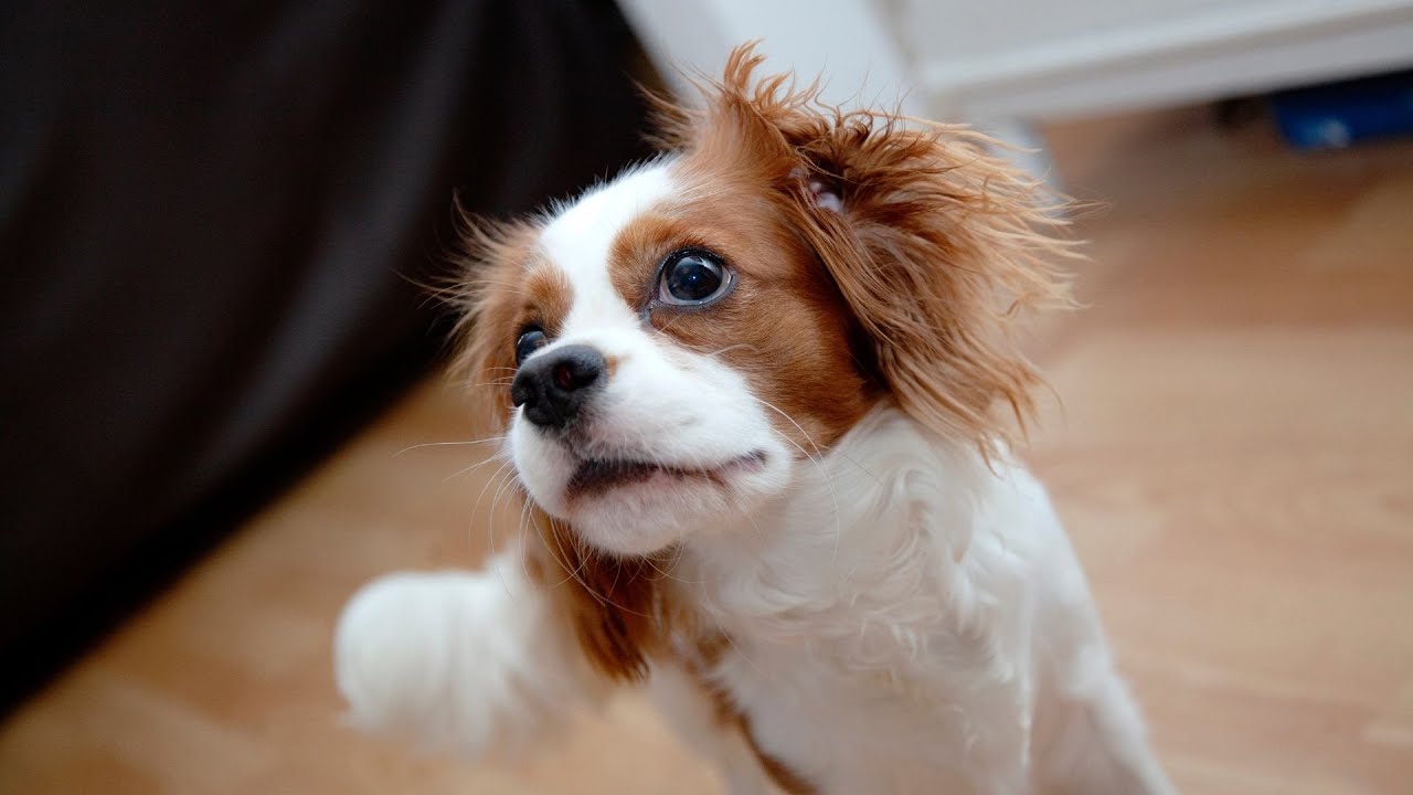 Are Cavalier King Charles Spaniels good with livestock? YouTube