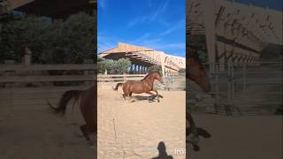 🐎 Ma jolie 🌻