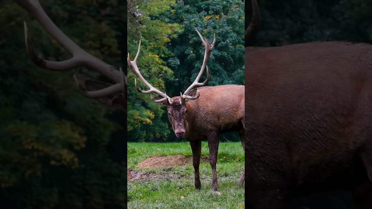 #amazinganimalstories