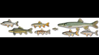 Human Impacts and Conservation Efforts: Native fish of the Grand Canyon
