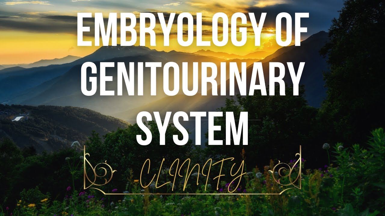 Embryology of genitourinary system