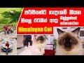 පර්සියන්ට නෑදෑකම් කියන සීතල රටකින් ආපු බල්ලන්ගේ තරහාකාරයා Himalayan cat | Pet Talk