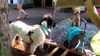 Hunde im Trog
