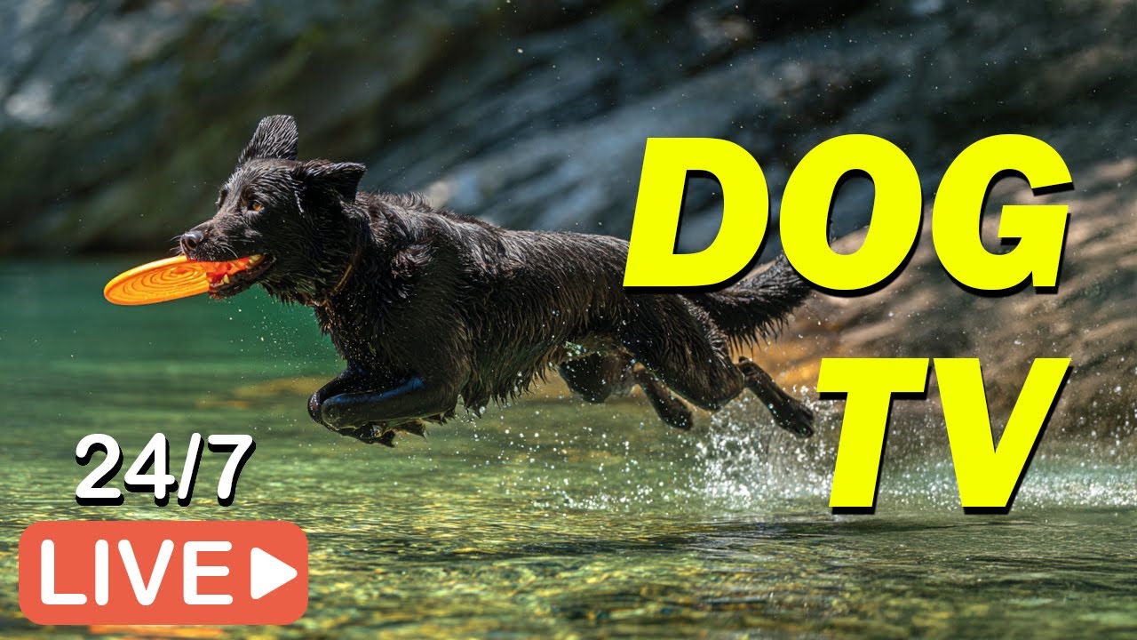 🔴[LIVE] DOG TV: Videos Anti-Anxiety & Prevent Boredom for Dogs to Watch Home Alone 💖Music for Dogs