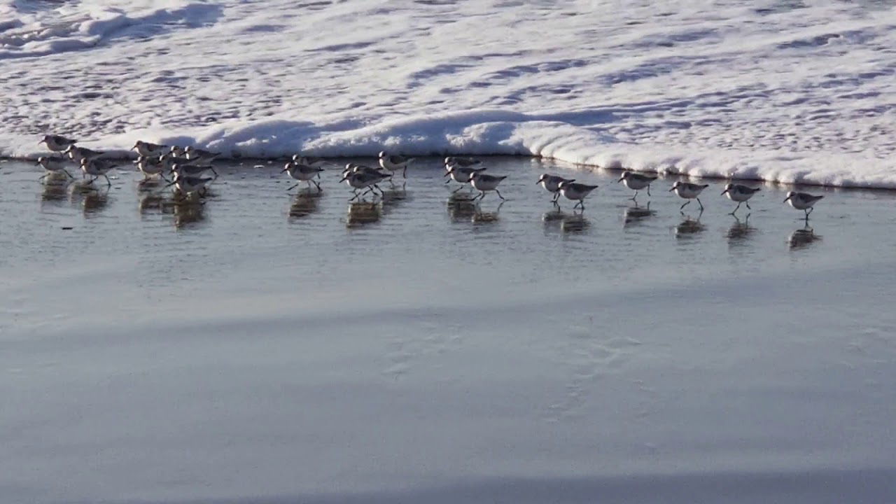 Sandpipers running