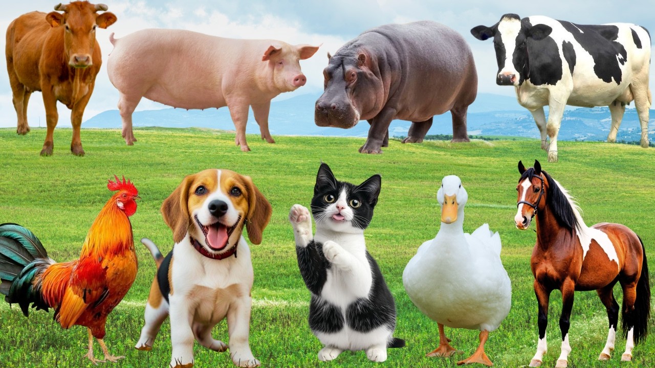 🌿 Đồng Quê Rộn Ràng 