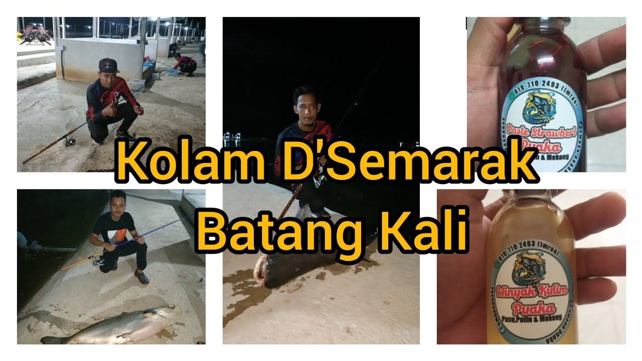 Cara-Cara Bancuh Umpan Strawberi Puaka + Minyak Kulim Puaka & Mekong Mengganas D'Semarak Batang Kali