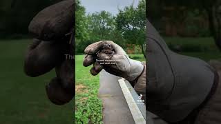 Saving our abandoned pool part 2! #pool #cleaning #diy #project #shorts #satisfying #summervibes Net Worth