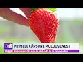 Primele căpșuni moldovenești. Prețul pentru 1 kg este de până la 95 de lei, la producător