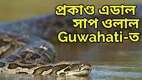 Big Snake in Guwahati