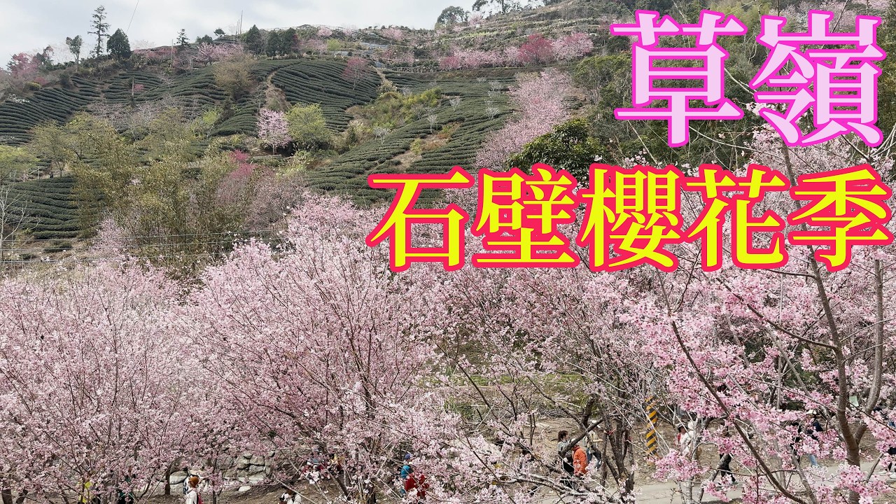 EP17│2026草嶺石壁櫻花季紀錄｜美人谷、連心池、石壁仙谷、觀星坪、九芎神木一日遊攻略｜雲林景點