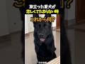 旅立った愛犬が恋しくてたまらない時