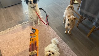 Maltese and her friends are waiting for chicken snack by Maltese story 53 views 1 year ago 1 minute, 11 seconds