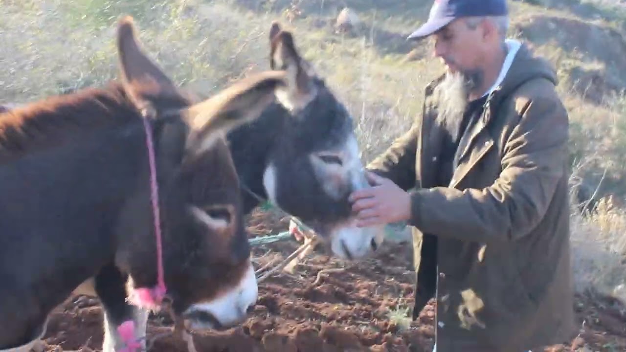 ديماريف الوثائقية تنقل لكم أجواء الحرث ب آيت سيذار نوذرار موسم 2023 / 2024 .