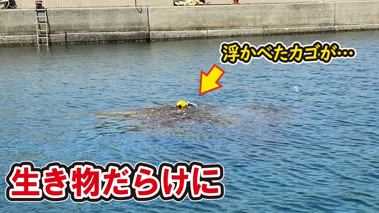 港に浮かべたカゴの海藻が爆増した結果、生き物だらけに！