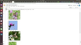 object detection bumble bee inferencing screenshot 1