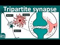 Tripartite Synapse Role Of Astrocytes Gliotransmitters Neurology USMLE Step 1