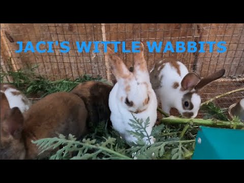 Rex Rabbit Colonies MINI REX RABBIT COLONY/Video 29 - YouTube