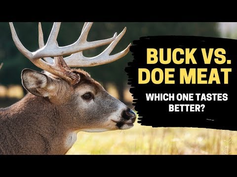 TASTING BUCK VS. DOE MEAT |  WHAT&rsquo;S THE DIFFERENCE?