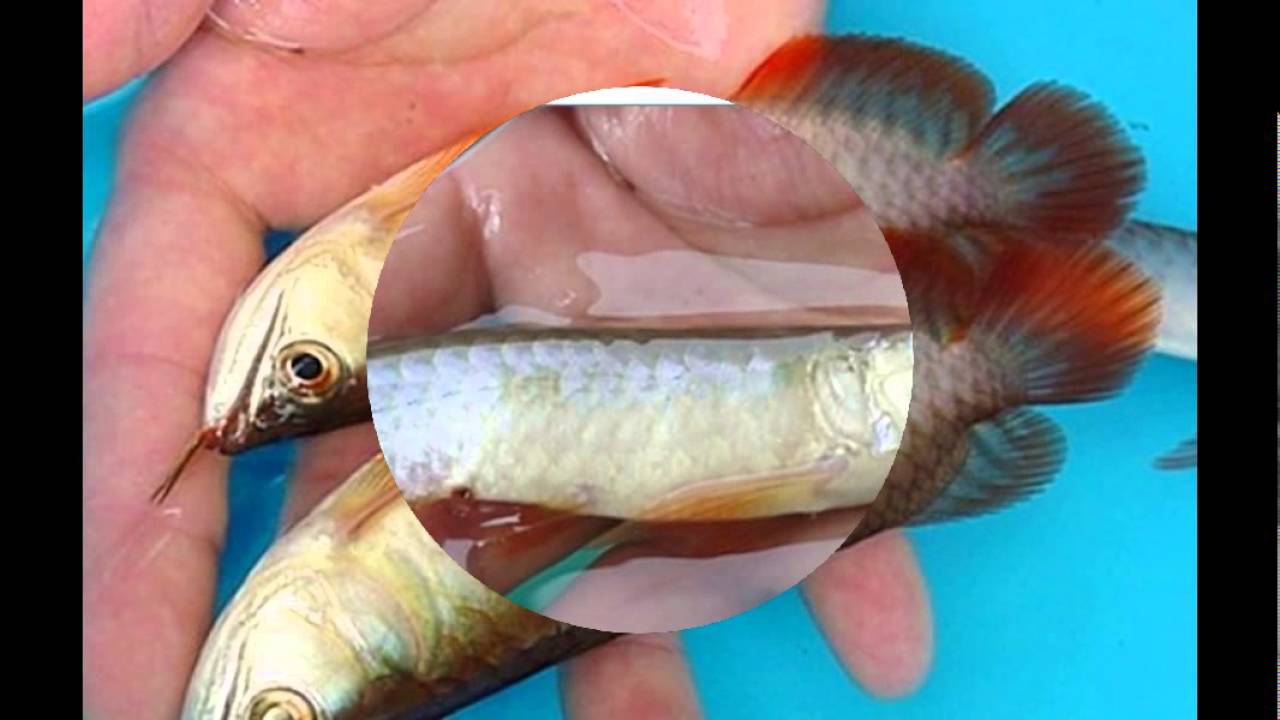 Arowana Baby Fish Price / My baby jardini arowana