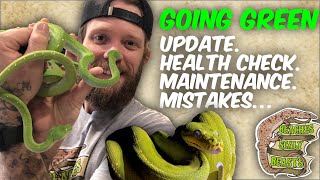 Major Update / Health check / maintenance on my Green Tree Pythons - Morela Viridis / chondro python Net Worth