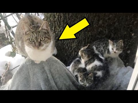 Videó: A macskám összenyomja a cicáit?