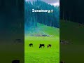 verinag kashmir❤️ #love #places #naturelovers#verinag #kashmirvalley #fyp #kashmirtourism