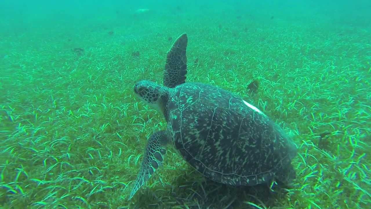 Les Tortues à L'Anse D'Arlet en Martinique. YouTube