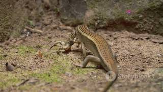 Saint Lucia's Unique Wildlife: Exploring the Island's Natural Wonders #animal2024 #wildlife