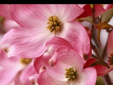 ハナミズキ --Harmonica