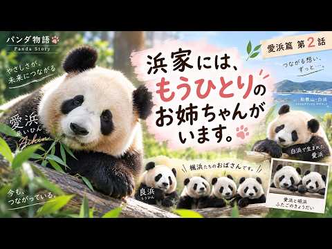 パンダの赤ちゃん（楓浜）】どのおもちゃで遊ぼうかな～♪（139日齢