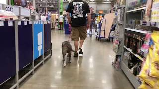 Dog Training: Reactive Alapaha Blue Blood Bulldog, Koba Before/After Training