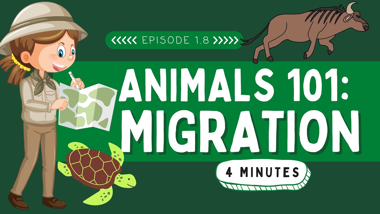 Animals 101: Migration | Wildlife for Kids