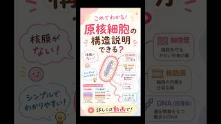 【生物学】知っておきたい原核細胞の構造！