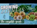 Planting Zinnias from Seed in the Cut Flower Garden