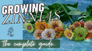 Planting Zinnias from Seed in the Cut Flower Garden