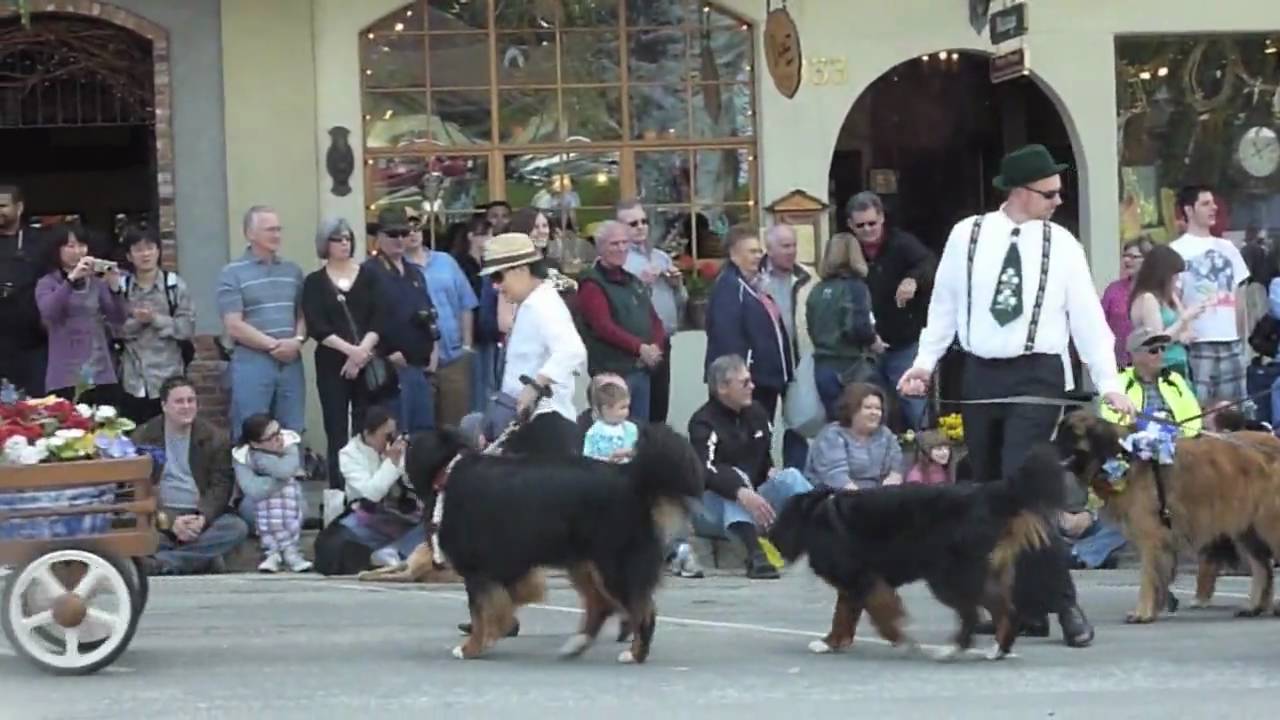 bernese mountain dog parade