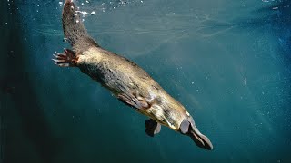 The platypus is one of the most strange, amazing animals living on planet Earth | Platypus sound by WorldFlora 1,156 views 1 year ago 14 minutes, 12 seconds
