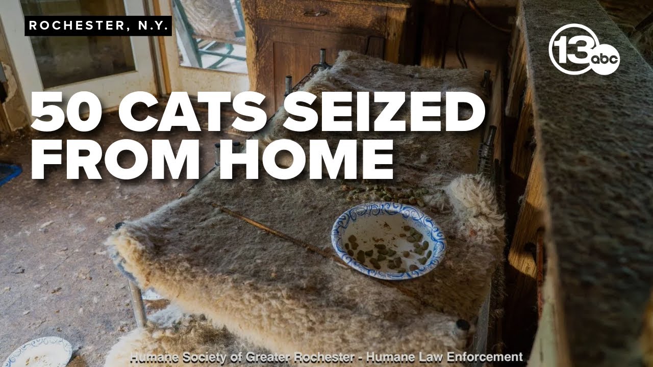 50 cats seized from home, two people face animal cruelty charges for ...