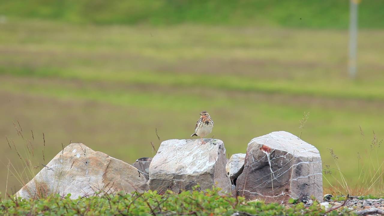 Linduška rudokrká (Anthus cervinus), Norsko 2016