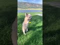 Dog Gets The Best Present EVER!