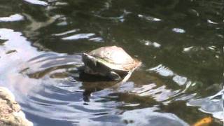 Turtle in Puerto Rico