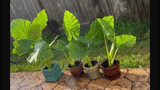 faux fiddle fig leaf Fig Fiddle Tree – Lux Art Silks main image 1